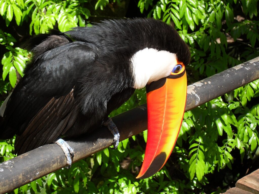 Parque das aves