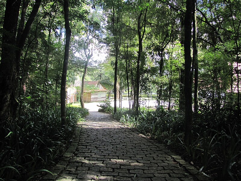 Bosque do Papa. Passeios Curitiba