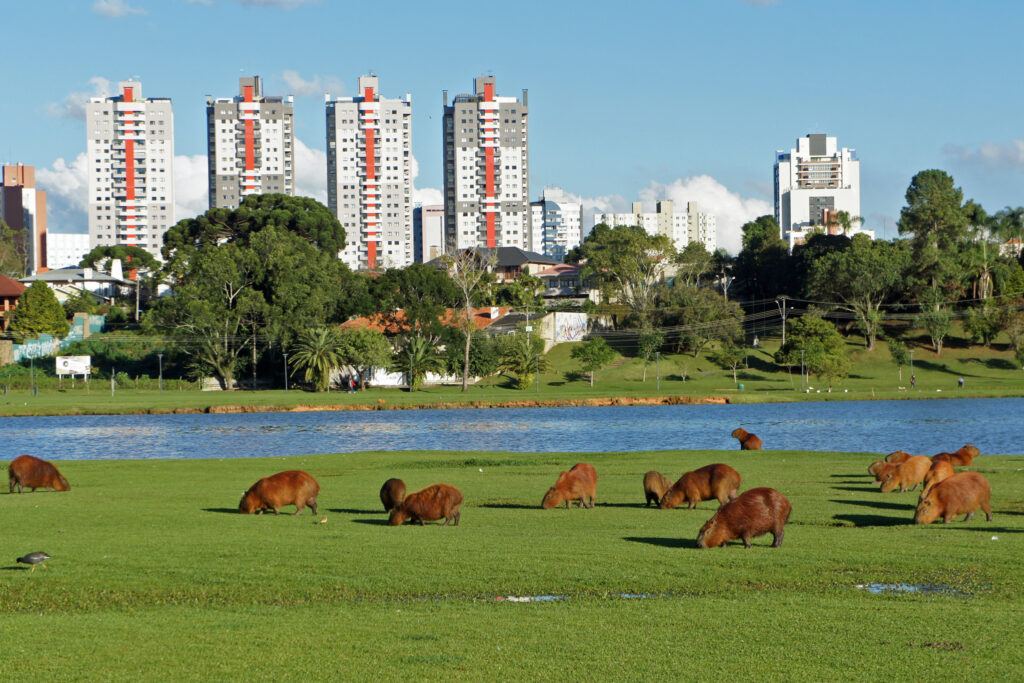 Capivaras, Parque Barigui, Curitiba Passeios